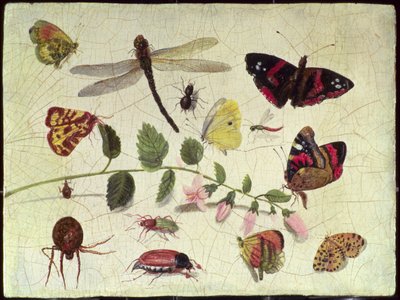 Vlinders, Insecten en Bloemen door Jan van Kessel the Elder